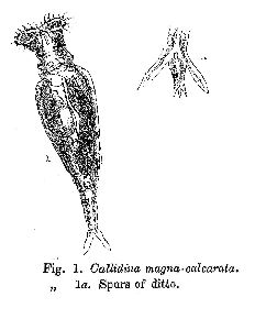 Parsons, F A (1892): Journal of the Quekett Microscopical Club (ser. 2) 4 p.378, fig.1
